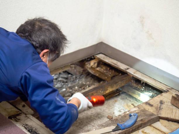 Best Mold Testing  in Rugby, ND