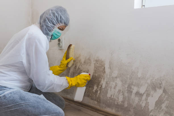 Best Office Mold Removal Services  in Rugby, ND