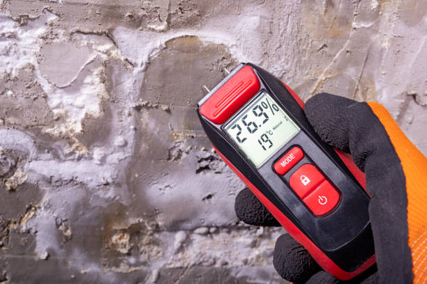 Best Best Mold Removal Companies  in Rugby, ND