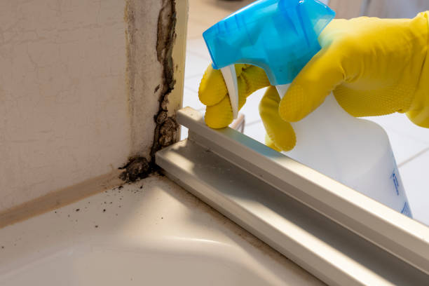 Best Mold Removal Company Near Me  in Rugby, ND