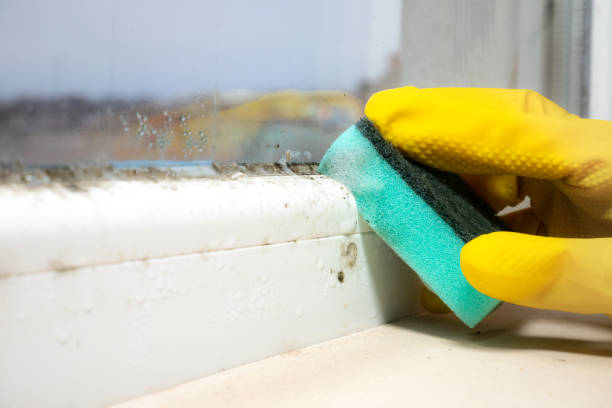 Best Certified Mold Removal  in Rugby, ND