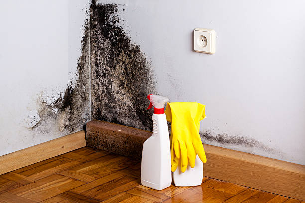 Best Fast Mold Removal  in Rugby, ND