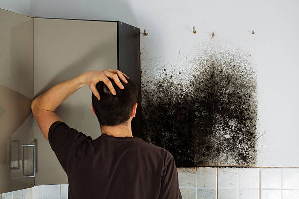 Best Attic Mold Removal  in Rugby, ND