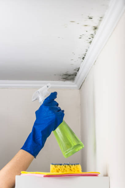 Best Local Mold Removal Service  in Rugby, ND